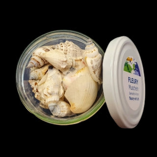 Muscheln (gemischt, 4-8 cm)